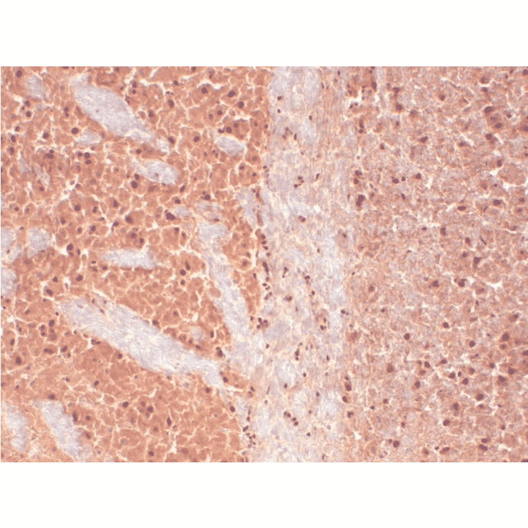 Immunohistochemistry - Anti-CACNA1H Antibody [N55/10] (A304750) - Antibodies.com