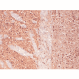 Immunohistochemistry - Anti-CACNA1H Antibody [N55/10] (A304750) - Antibodies.com