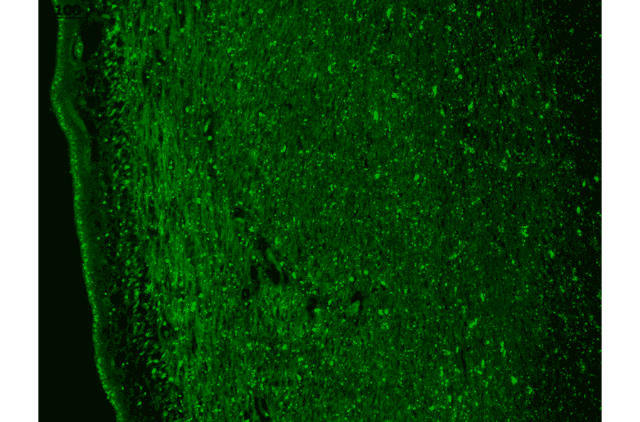 Immunohistochemistry - Anti-CACNA1H Antibody [N55/10] (A304750) - Antibodies.com