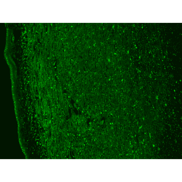 Immunohistochemistry - Anti-CACNA1H Antibody [N55/10] (A304750) - Antibodies.com
