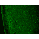 Immunohistochemistry - Anti-CACNA1H Antibody [N55/10] (A304750) - Antibodies.com