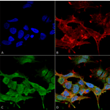 Immunocytochemistry/Immunofluorescence - Anti-CLC3 Antibody [S258-5] (A304752) - Antibodies.com