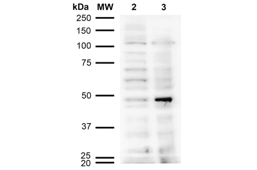 Western Blot - Anti-Acrolein Antibody [10A10] (A304753) - Antibodies.com