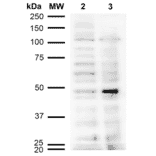 Western Blot - Anti-Acrolein Antibody [10A10] (A304753) - Antibodies.com