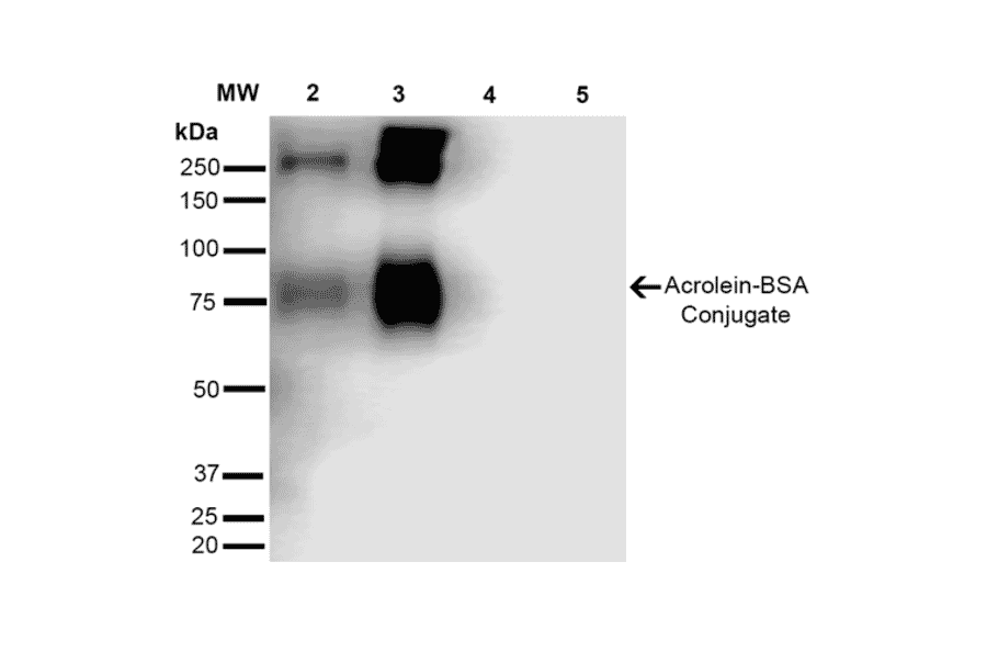 Western Blot - Anti-Acrolein Antibody [10A10] (A304753) - Antibodies.com