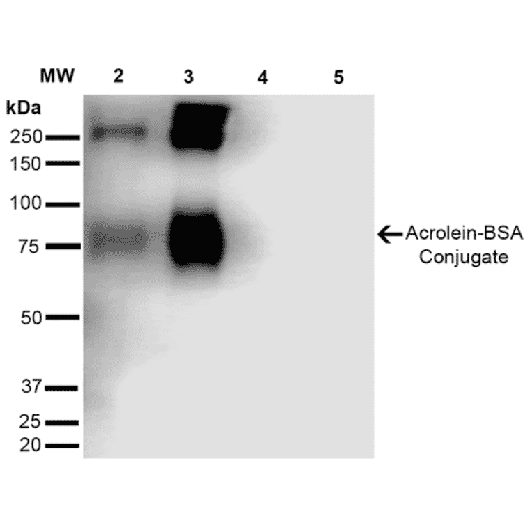 Western Blot - Anti-Acrolein Antibody [10A10] (A304753) - Antibodies.com