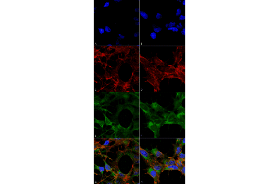 Immunocytochemistry/Immunofluorescence - Anti-Acrolein Antibody [10A10] (A304753) - Antibodies.com
