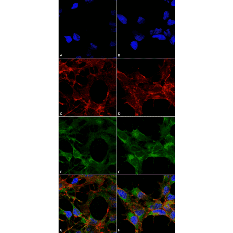 Immunocytochemistry/Immunofluorescence - Anti-Acrolein Antibody [10A10] (A304753) - Antibodies.com