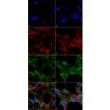 Immunocytochemistry/Immunofluorescence - Anti-Acrolein Antibody [10A10] (A304753) - Antibodies.com