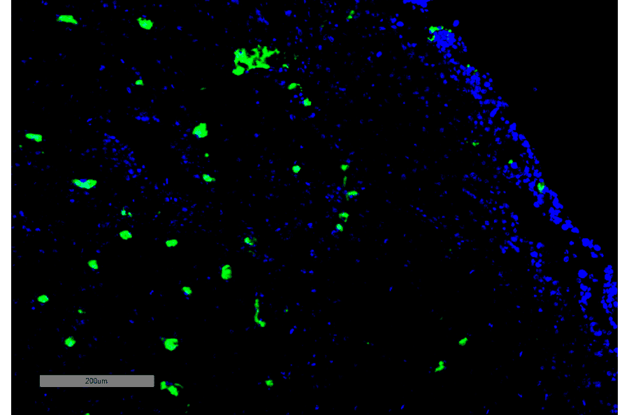 Immunohistochemistry - Anti-Acrolein Antibody [10A10] (A304753) - Antibodies.com