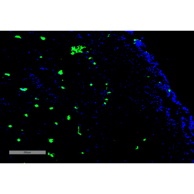 Immunohistochemistry - Anti-Acrolein Antibody [10A10] (A304753) - Antibodies.com