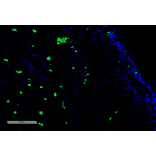 Immunohistochemistry - Anti-Acrolein Antibody [10A10] (A304753) - Antibodies.com