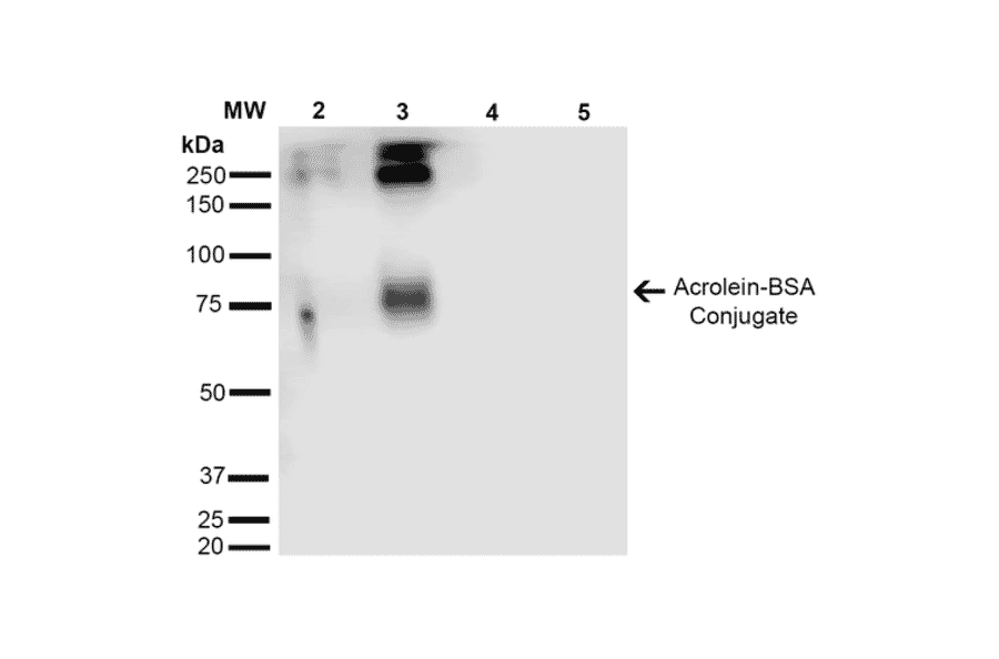 Western Blot - Anti-Acrolein Antibody [2H2] (A304754) - Antibodies.com