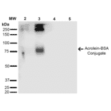 Western Blot - Anti-Acrolein Antibody [2H2] (A304754) - Antibodies.com