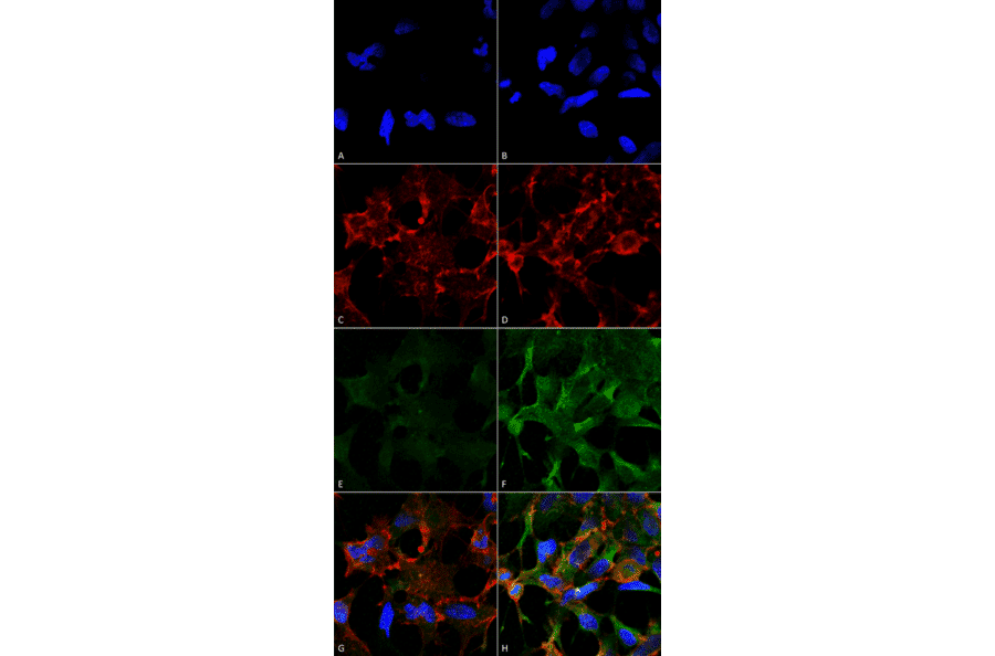 Immunocytochemistry/Immunofluorescence - Anti-Acrolein Antibody [2H2] (A304754) - Antibodies.com