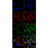 Immunocytochemistry/Immunofluorescence - Anti-Acrolein Antibody [2H2] (A304754) - Antibodies.com