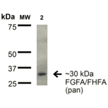 Western Blot - Anti-FGF13 Antibody [S235-22] (A304756) - Antibodies.com