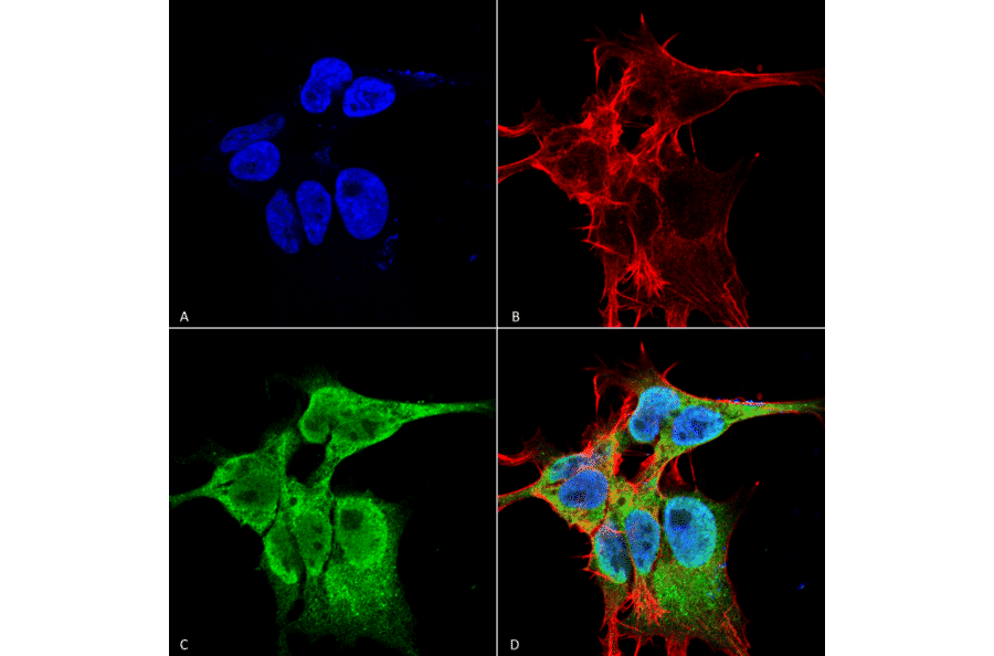 Immunocytochemistry/Immunofluorescence - Anti-FGF13 Antibody [S235-22] (A304756) - Antibodies.com