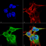 Immunocytochemistry/Immunofluorescence - Anti-FGF13 Antibody [S235-22] (A304756) - Antibodies.com