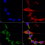 Immunocytochemistry/Immunofluorescence - Anti-FGF13 Antibody [S235-22] (A304756) - Antibodies.com