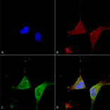 Immunocytochemistry/Immunofluorescence - Anti-GABA A Receptor alpha 5 / GABRA5 Antibody [S415-24] (A304757) - Antibodies.com