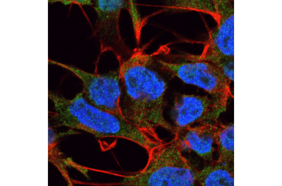 Immunocytochemistry/Immunofluorescence - Anti-GABA A Receptor alpha 5 / GABRA5 Antibody [S415-24] (A304757) - Antibodies.com