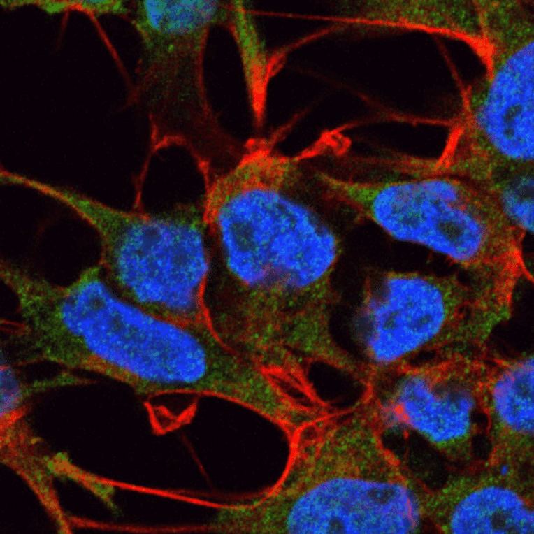 Immunocytochemistry/Immunofluorescence - Anti-GABA A Receptor alpha 5 / GABRA5 Antibody [S415-24] (A304757) - Antibodies.com