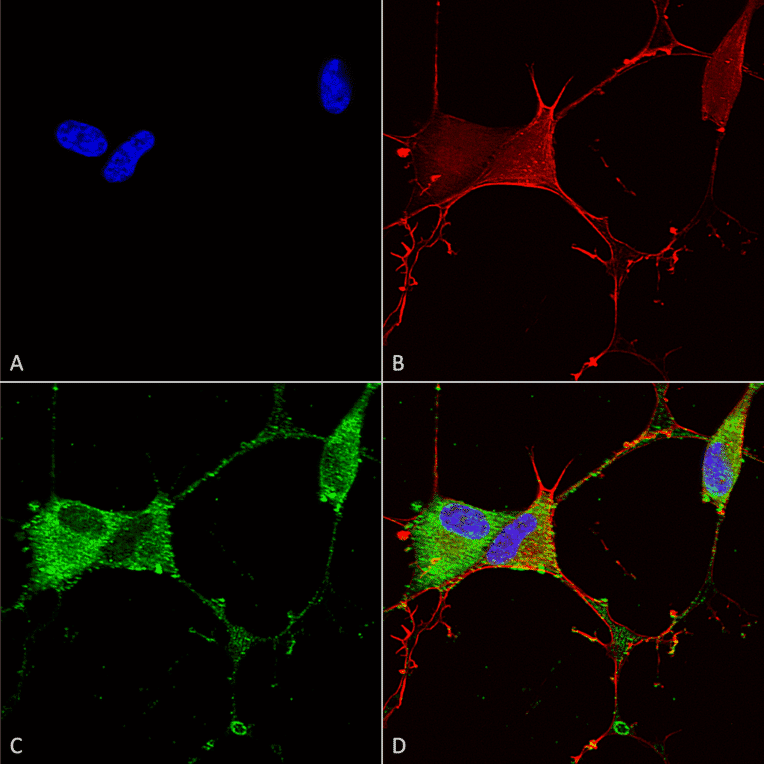 Immunocytochemistry/Immunofluorescence - Anti-GABA B Receptor 2 / GABBR2 Antibody [S81-2] (A304758) - Antibodies.com
