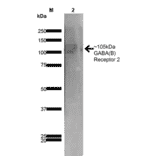 Western Blot - Anti-GABA B Receptor 2 / GABBR2 Antibody [S81-2] (A304758) - Antibodies.com