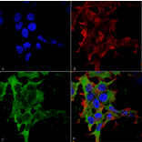 Immunocytochemistry/Immunofluorescence - Anti-GABA B Receptor 2 / GABBR2 Antibody [S81-2] (A304758) - Antibodies.com