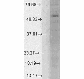 Western Blot - Anti-GABA A Receptor alpha 1 Antibody [N95/35] (A304761) - Antibodies.com