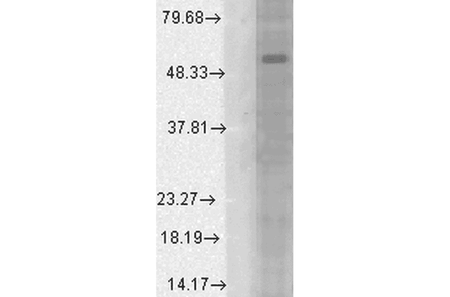 Western Blot - Anti-GABA A Receptor alpha 1 Antibody [N95/35] (A304761) - Antibodies.com