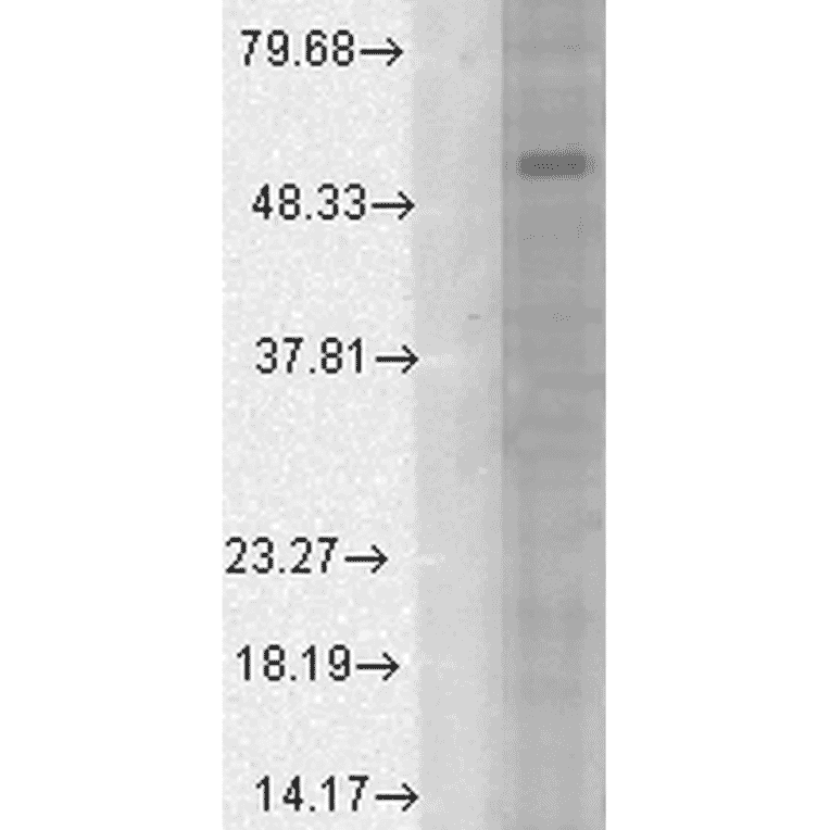 Western Blot - Anti-GABA A Receptor alpha 1 Antibody [N95/35] (A304761) - Antibodies.com
