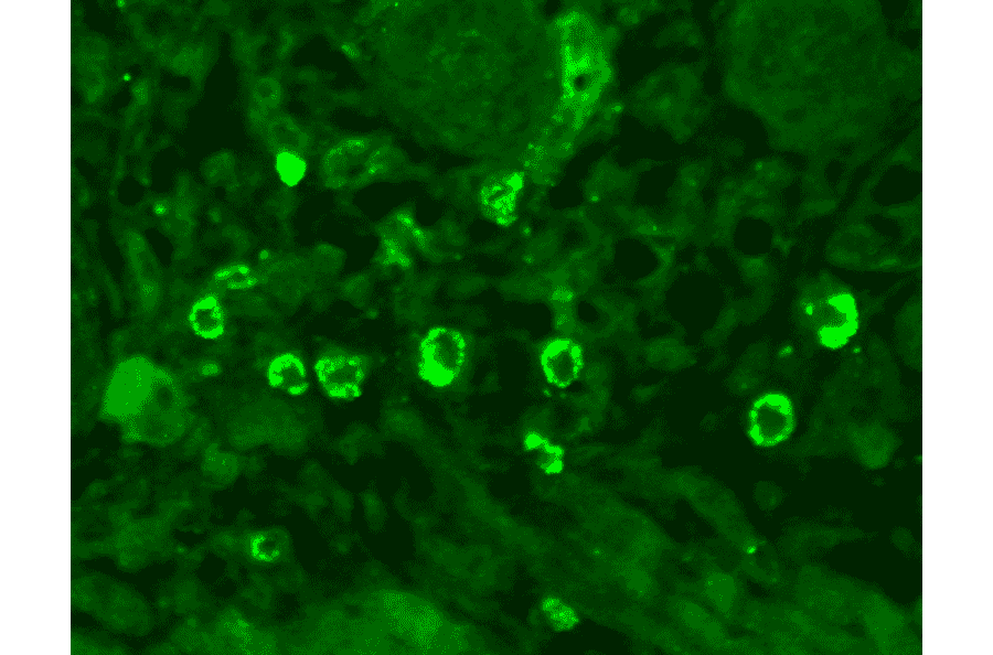 Immunohistochemistry - Anti-GABA A Receptor alpha 1 Antibody [N95/35] (A304761) - Antibodies.com