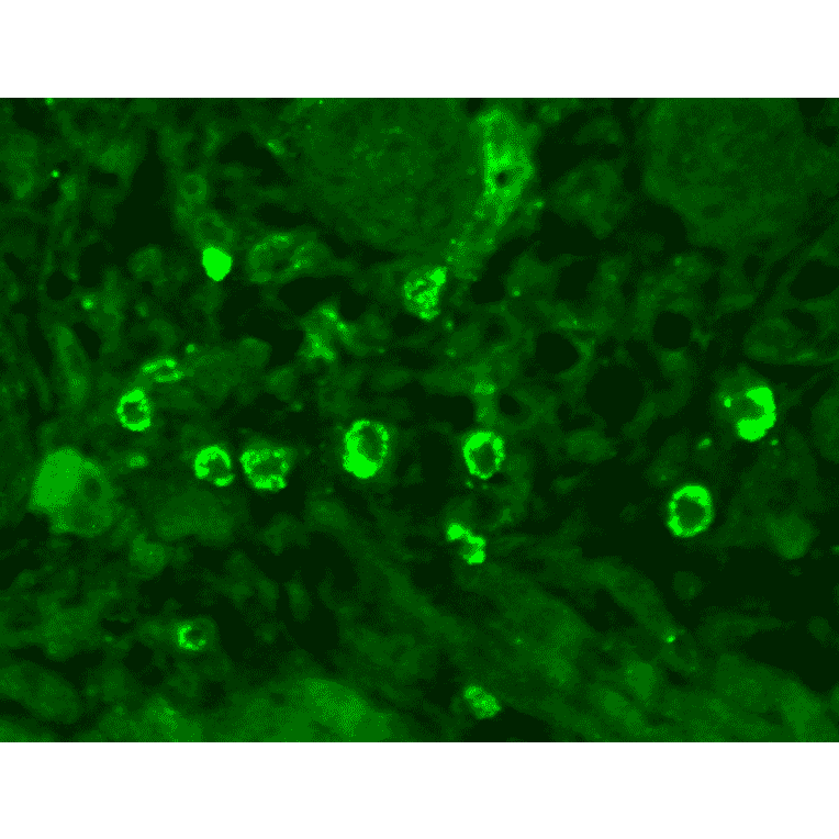 Immunohistochemistry - Anti-GABA A Receptor alpha 1 Antibody [N95/35] (A304761) - Antibodies.com