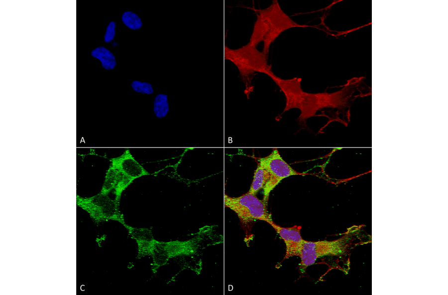 Immunocytochemistry/Immunofluorescence - Anti-GABA A Receptor alpha 1 Antibody [N95/35] (A304761) - Antibodies.com