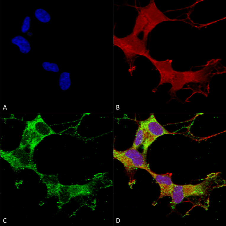 Immunocytochemistry/Immunofluorescence - Anti-GABA A Receptor alpha 1 Antibody [N95/35] (A304761) - Antibodies.com