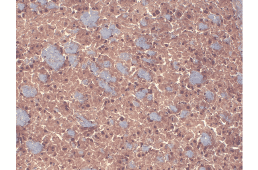 Immunohistochemistry - Anti-GABA A Receptor beta 3 / GABRB3 Antibody [N87/25] (A304762) - Antibodies.com