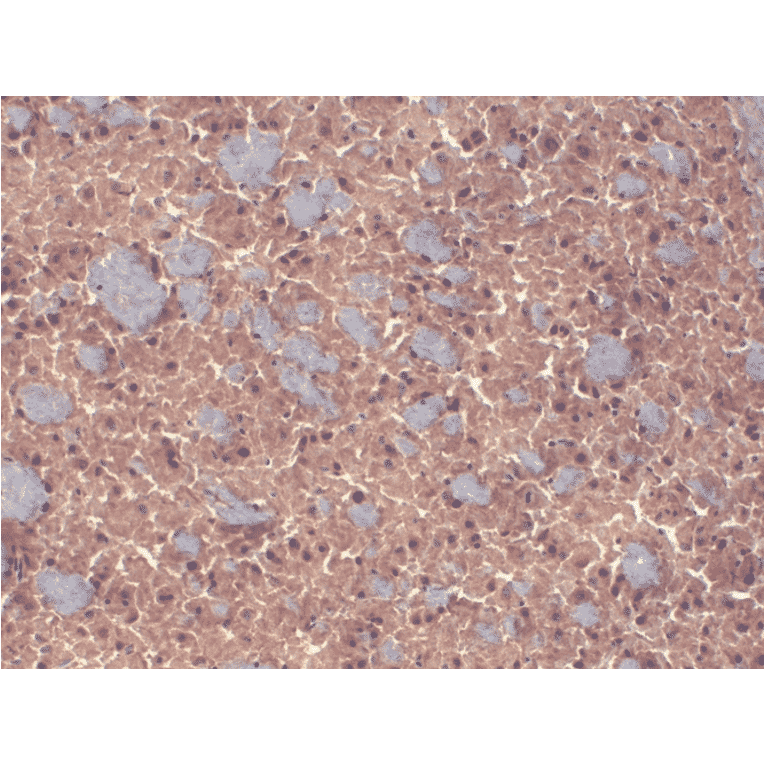 Immunohistochemistry - Anti-GABA A Receptor beta 3 / GABRB3 Antibody [N87/25] (A304762) - Antibodies.com