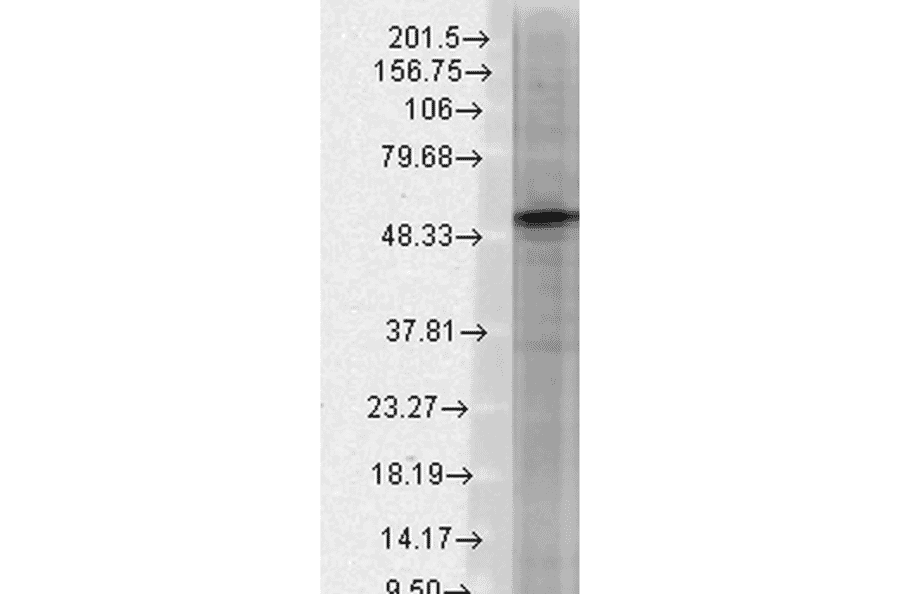 Western Blot - Anti-GABA A Receptor beta 3 / GABRB3 Antibody [N87/25] (A304762) - Antibodies.com