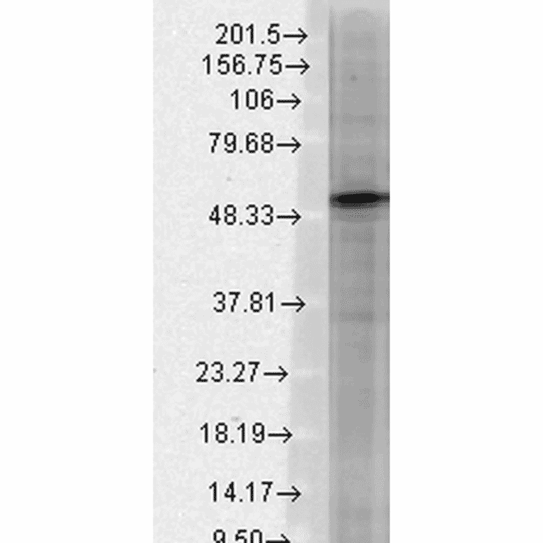 Western Blot - Anti-GABA A Receptor beta 3 / GABRB3 Antibody [N87/25] (A304762) - Antibodies.com