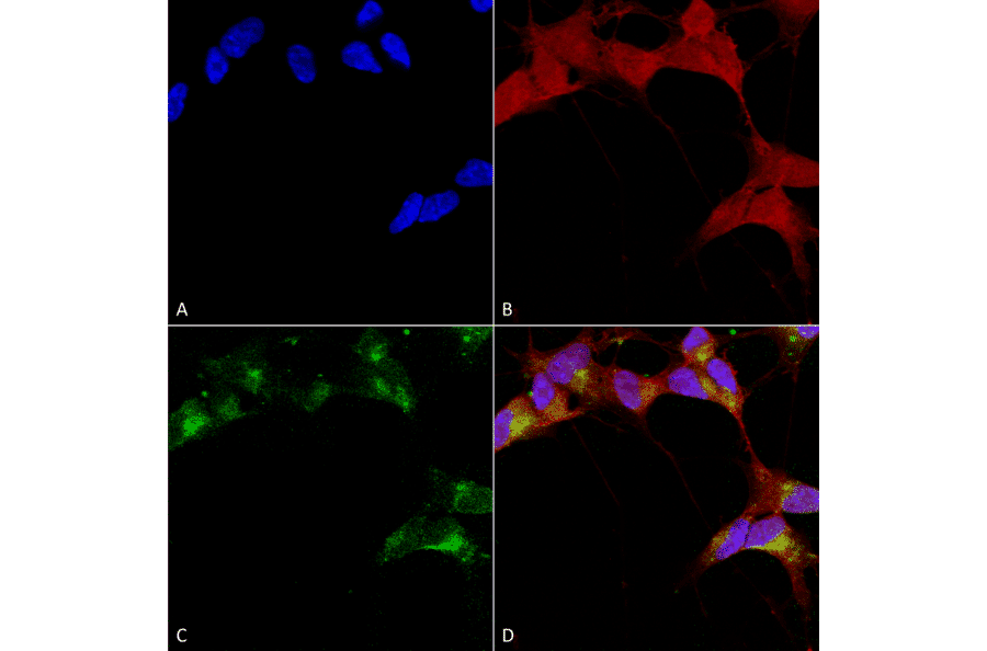 Immunocytochemistry/Immunofluorescence - Anti-GABA A Receptor beta 3 / GABRB3 Antibody [N87/25] (A304762) - Antibodies.com