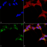 Immunocytochemistry/Immunofluorescence - Anti-GABA A Receptor beta 3 / GABRB3 Antibody [N87/25] (A304762) - Antibodies.com