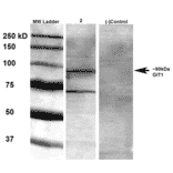 Western Blot - Anti-GIT1 Antibody [S39B-8] (A304764) - Antibodies.com