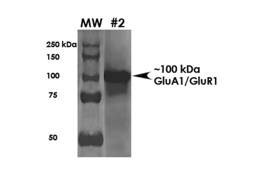 Western Blot - Anti-Glutamate Receptor 1 (AMPA subtype) Antibody [S355-1] (A304766) - Antibodies.com