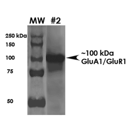 Western Blot - Anti-Glutamate Receptor 1 (AMPA subtype) Antibody [S355-1] (A304766) - Antibodies.com