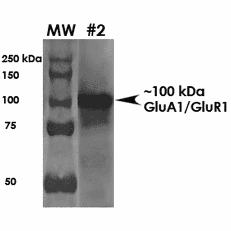 Western Blot - Anti-Glutamate Receptor 1 (AMPA subtype) Antibody [S355-1] (A304766) - Antibodies.com