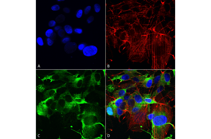 Immunocytochemistry/Immunofluorescence - Anti-Glutamate Receptor 1 (AMPA subtype) Antibody [S355-1] (A304766) - Antibodies.com