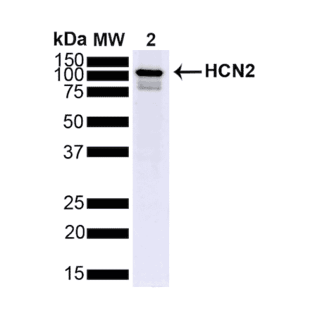 Western Blot - Anti-HCN2 Antibody [S71] (A304767) - Antibodies.com