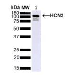 Western Blot - Anti-HCN2 Antibody [S71] (A304767) - Antibodies.com